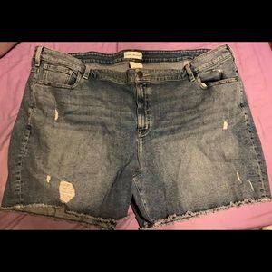 Lane Bryant Shorts
